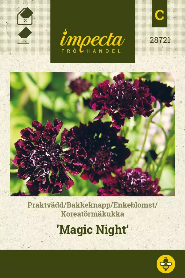 KOREATÖRMÄKUKKA MAGIC NIGHT - Muut kesäkukkien siemenet - 7332756287217 - 1