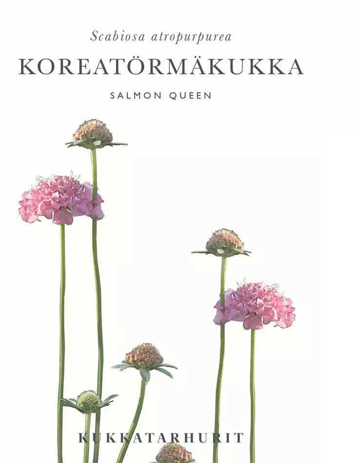 KOREATÖRMÄKUKKA SALMON QUEEN - Muut kesäkukkien siemenet - 6430081120627 - 1