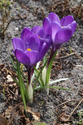 KROOKUS FLOWER RECORD 20 KPL/PSS - Muut kukkasipulit - 8711423001667 - 1