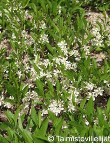 LAMOHIETAKIRSIKKA - Muut pensaat - 2013377000007 - 2