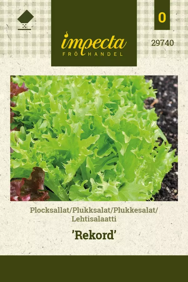 LEHTISALAATTI REKORD - Salaatin siemenet - 7332756297407 - 1