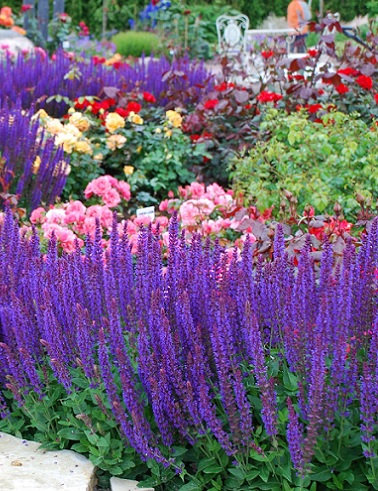 LEHTOSALVIA OSTFRIESLAND - Muut perennat - 2110225800007 - 1