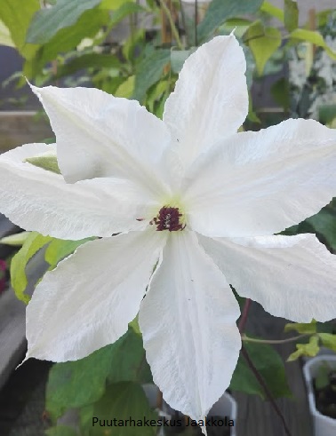 LOISTOKÄRHÖ BEAUTIFUL BRIDE - Kärhöt - 2014113700007 - 1