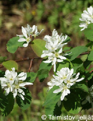 MARJATUOMIPIHLAJA THIESSEN - Muut marjakasvit - 2013030400007 - 1