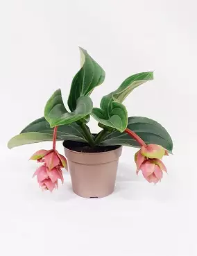 MEDINILLA 14 CM RUUKKU - Kukkivat viherkasvit - 790031323807 - 1