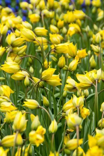 METSÄTULPPAANI 15 KPL/PSS - Tulppaanin sipulit - 8711148236467 - 1