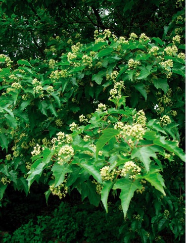 MONGOLIANVAAHTERA - Muut pensaat - 2007189200007 - 1