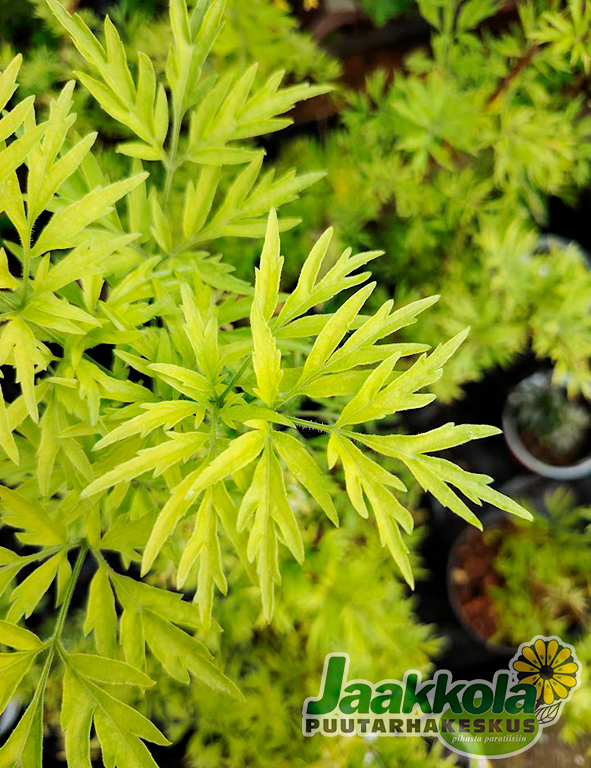 MUSTASELJA GOLDEN TOWER - Muut pensaat - 2002205600007 - 1