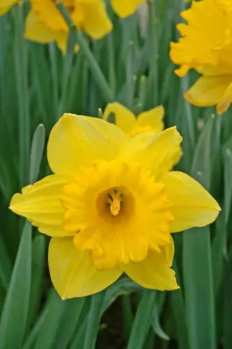 NARSISSI DUTCH MASTER 5 KPL/PSS - Narsissin sipulit - 8711148314417 - 1