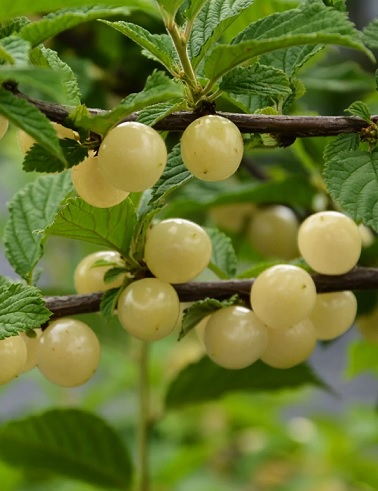 NUKKAKIRSIKKA LUMIKKI PENSAS - Kirsikkapuut - 2006074600007 - 1