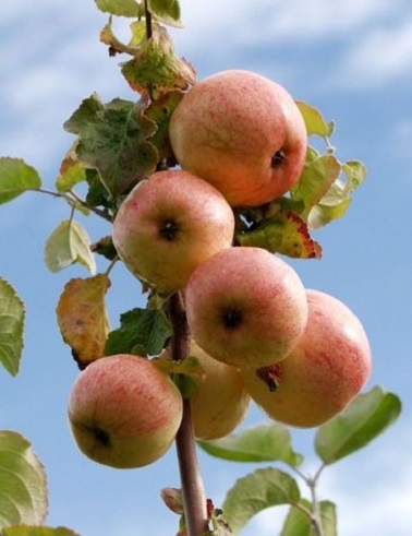 OMENAPUU MOSKOVAN PÄÄRYNÄOMENA - Omenapuut - 2021366300007 - 1