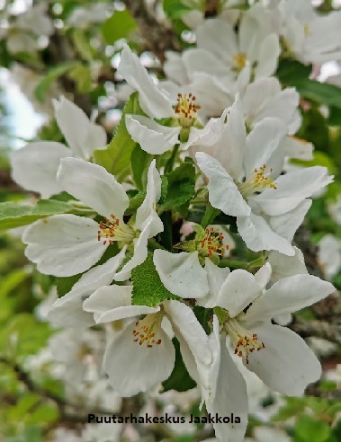 OMENAPUU MUSTIALAN VALKEA - Omenapuut - 2093476400007 - 1