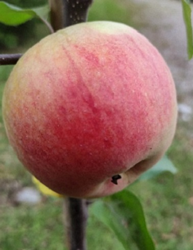 OMENAPUU UUSIKANELI - Omenapuut - 2099308800007 - 1