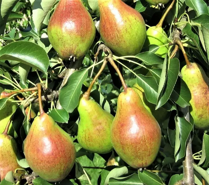 PÄÄRYNÄPUU MOSKOSVKAJA - Päärynäpuut - 2009027700007 - 1