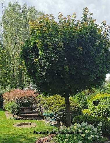 PALLOVAAHTERA - Vaahterat - 2070876300007 - 1