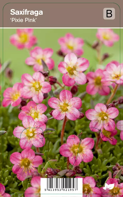 PATJARIKKO PIXIE PINK - Muut perennat - 2010117300007 - 1