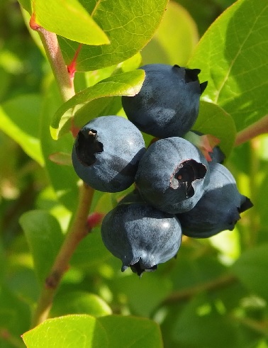 PENSASMUSTIKKA GOLDTRAUBE - Pensasmustikat - 2023011200007 - 1