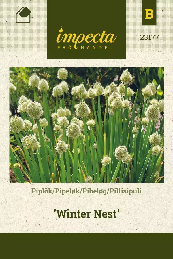 PILLISIPULI WINTER NEST - Muut vihannesten siemenet - 7332756231777 - 1