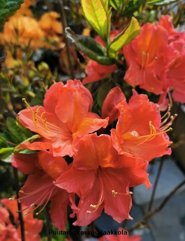 PUISTOATSALEA JUANITA - Atsaleat - 2037003800007 - 1