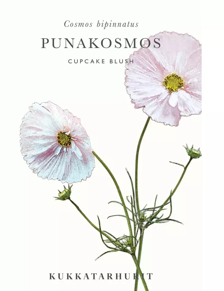 PUNAKOSMOS CUPCAKE BLUSH - Muut kesäkukkien siemenet - 6430081120887 - 1