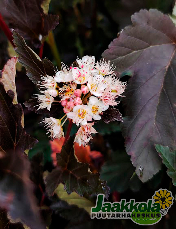 PURPPURAHEISIANGERVO RED BARON - Heisiangervot - 2003261700007 - 1