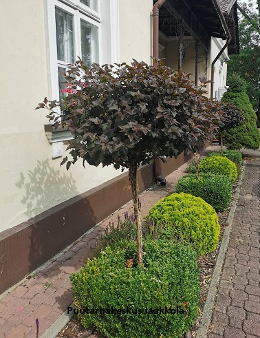 PURPPURAHEISIANGERVO rungollinen 100 cm - Heisiangervot - 2020205400007 - 1