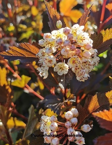 PURPPURAHEISIANGERVO SUMMER WINE - Heisiangervot - 2001005100007 - 1