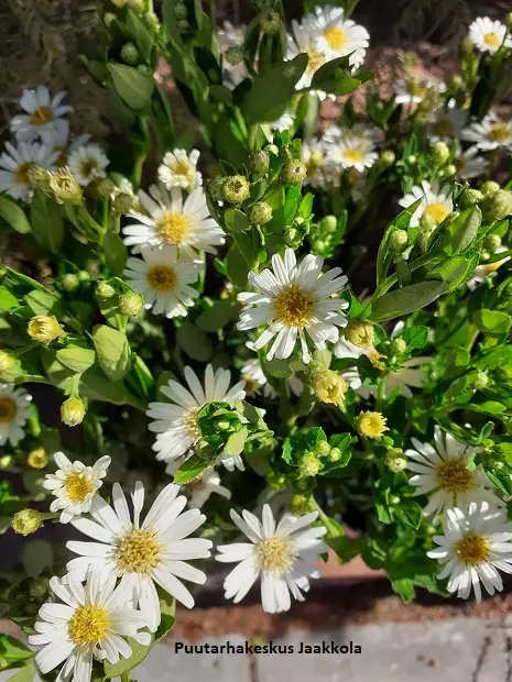 PURSUASTERI STARSHINE - Muut perennat - 2040068700007 - 1