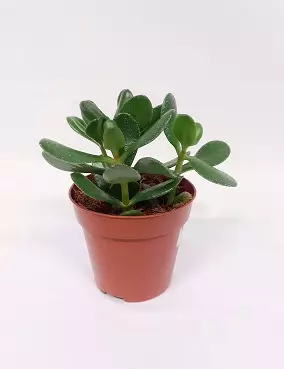 RAHAPUU - Kaktukset, mehikasvit ja tyräkit - 2000011900007 - 1