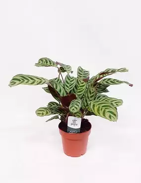 NUKKARAITAMATTI - Nukkumatit, leenat ja maijat - 2105956420167 - 1