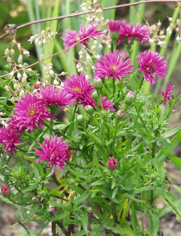 REUNUSASTERI JENNY - Muut perennat - 2004510700007 - 1