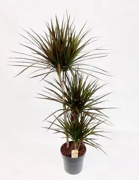 REUNUSTRAAKKIPUU MAGENTA 21 CM RUUKKU - Traakkipuut - 3024656037 - 1