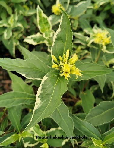 RUSOVUOHENKUUSAMA COOL SPLASH - Muut pensaat - 2093530300007 - 1