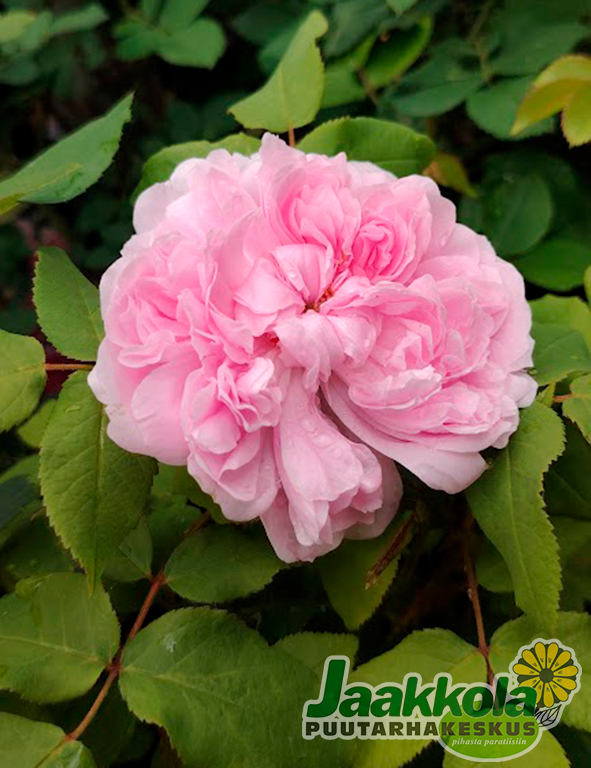 PORTLANDRUUSU JACQUES CARTIER - Pensasruusut - 2090481100007 - 1