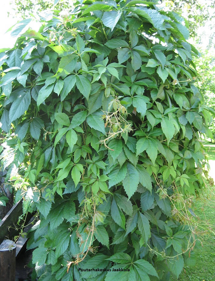 SÄLEIKKÖVILLIVIINI - Muut köynnökset - 2012181600007 - 1