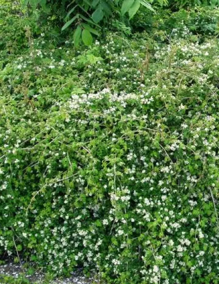 SEPPELVARPU - Muut pensaat - 2001702300007 - 1