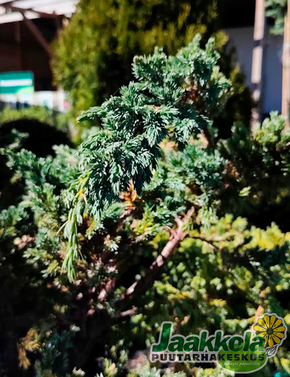 SINIKATAJA MEYERI - Katajat - 10302107 - 1