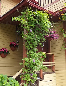 SINISADE BLUE MOON - Muut köynnökset - 2004249200007 - 1