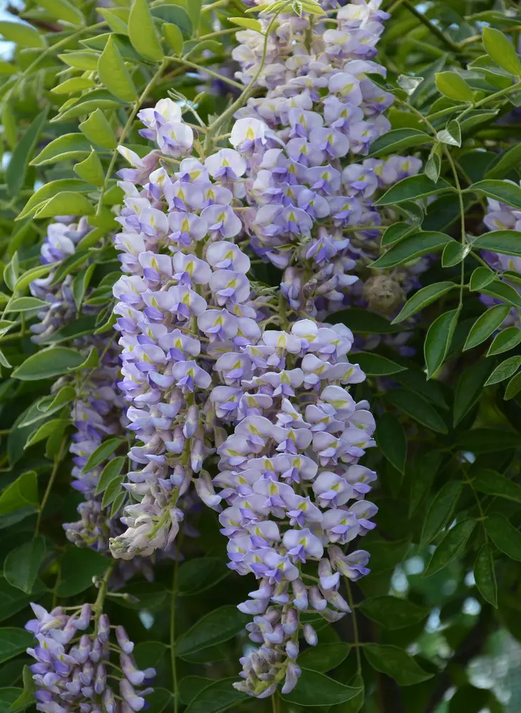 SINISADE BLUE MOON - Muut köynnökset - 2004249200007 - 1