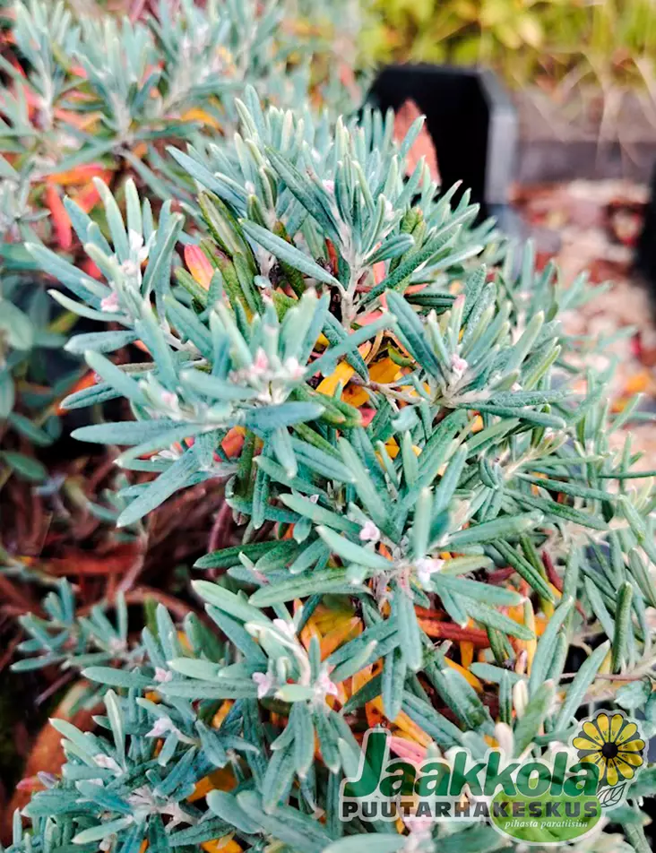 SUOKUKKA BLUE ICE - Muut pensaat - 2020408900007 - 1