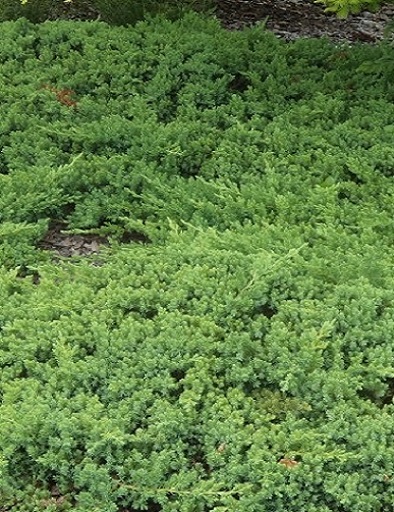 SYKERÖKATAJA - Katajat - 2002002100007 - 1