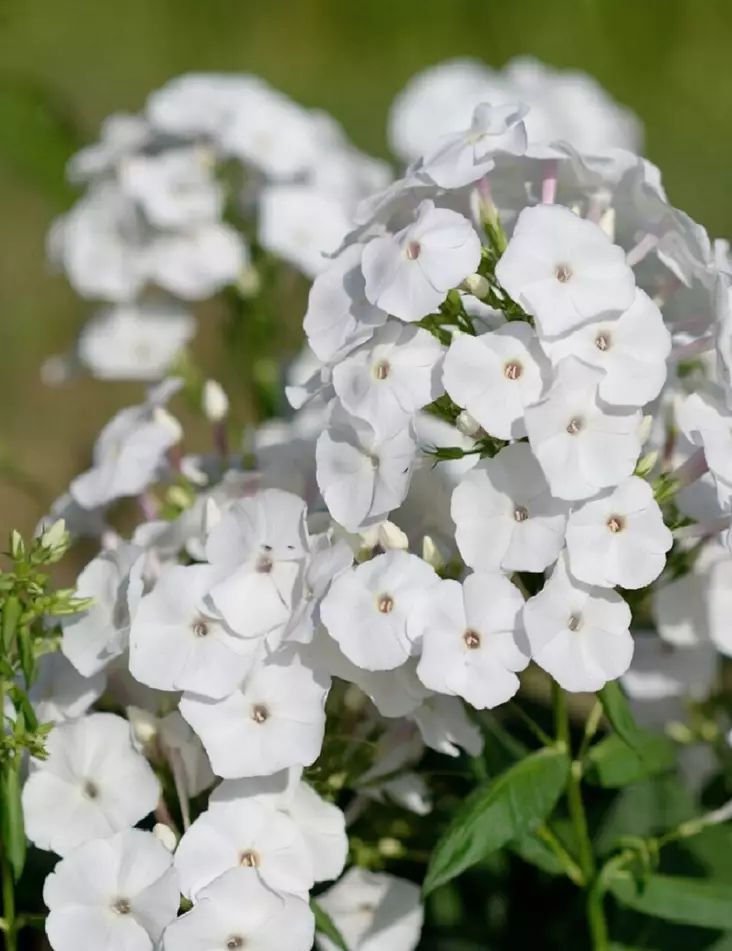 SYYSLEIMU FLAME WHITE - Leimut - 2003010300007 - 1