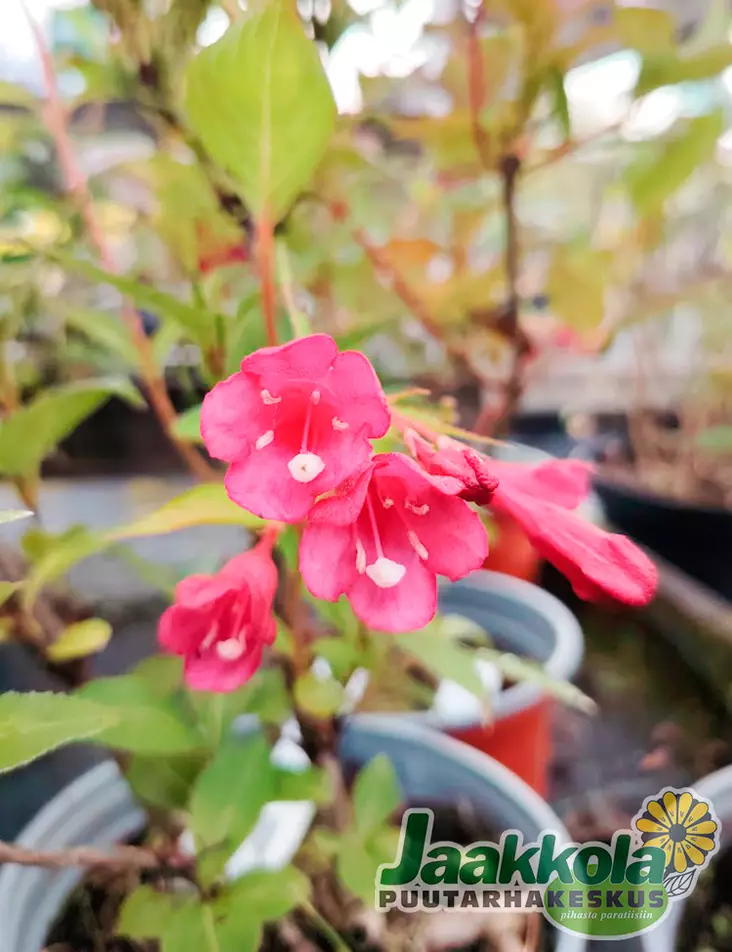 TARHAKOTAKUUSAMA EVA RATHKE - Muut pensaat - 2002631300007 - 1