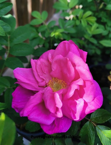 TARHAKURTTURUUSU PINK PAVEMENT - Pensasruusut - 2063315500007 - 1