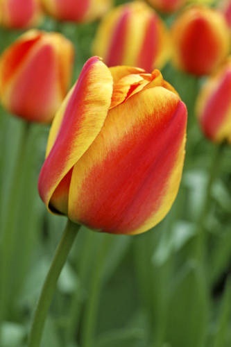 TULPPAANI APELDOORN´S ELITE 6 KPL/PSS - Tulppaanin sipulit - 8711148318767 - 1