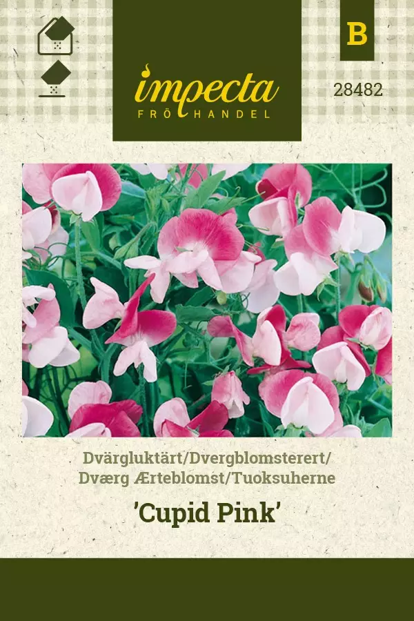 TUOKSUHERNE CUPID PINK - Muut kesäkukkien siemenet - 7332756284827 - 1
