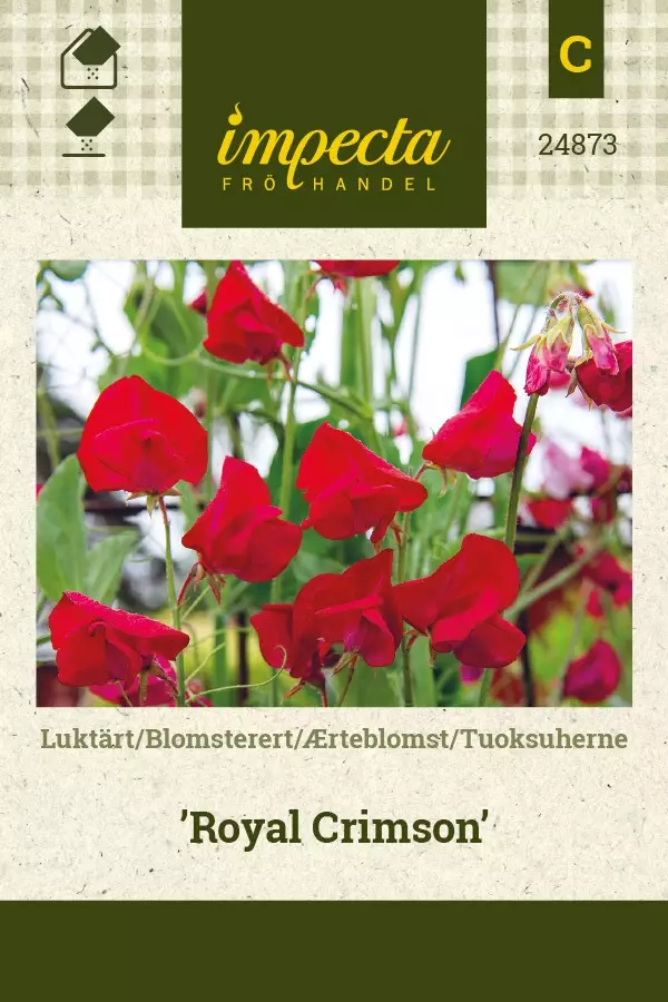 TUOKSUHERNE ROYAL CRIMSON - Muut kesäkukkien siemenet - 7332756248737 - 1