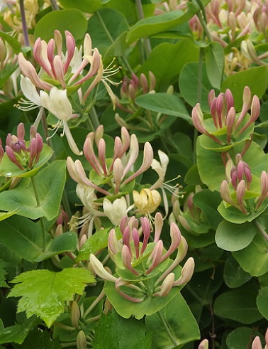 TUOKSUKÖYNNÖSKUUSAMA - Muut köynnökset - 2090249300007 - 1