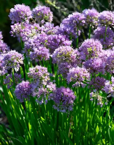 VAARINLAUKKA MILLENIUM - Muut perennat - 2090040000007 - 1