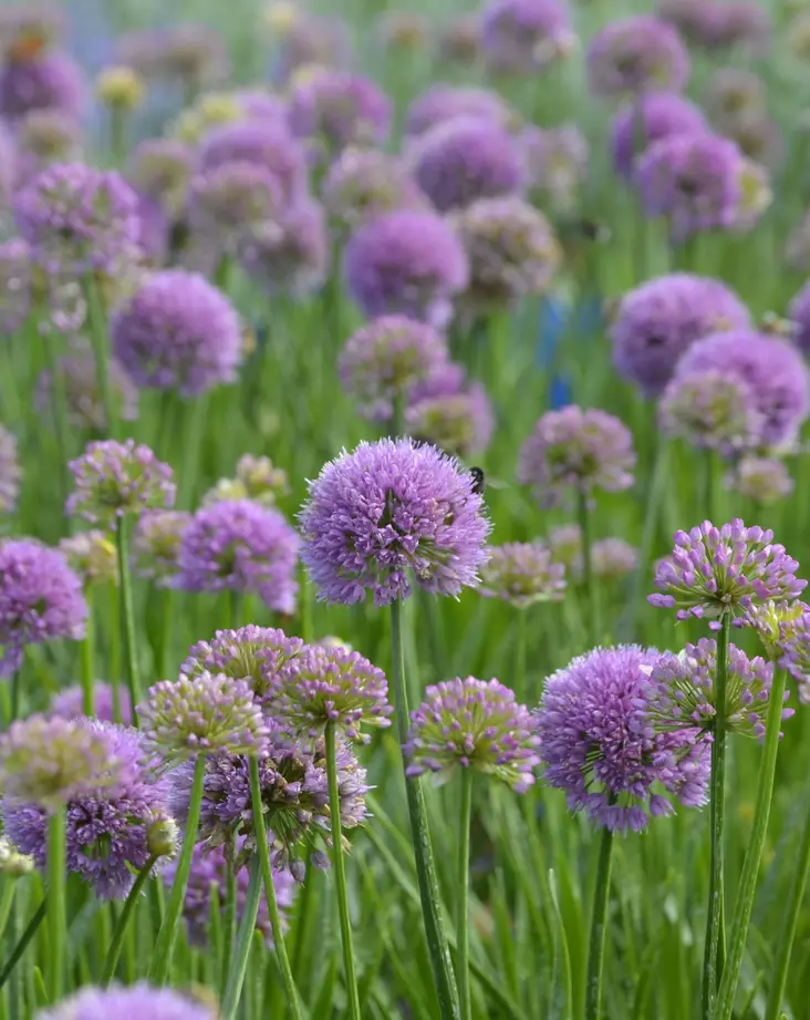 VAARINLAUKKA MILLENIUM - Muut perennat - 2090040000007 - 1